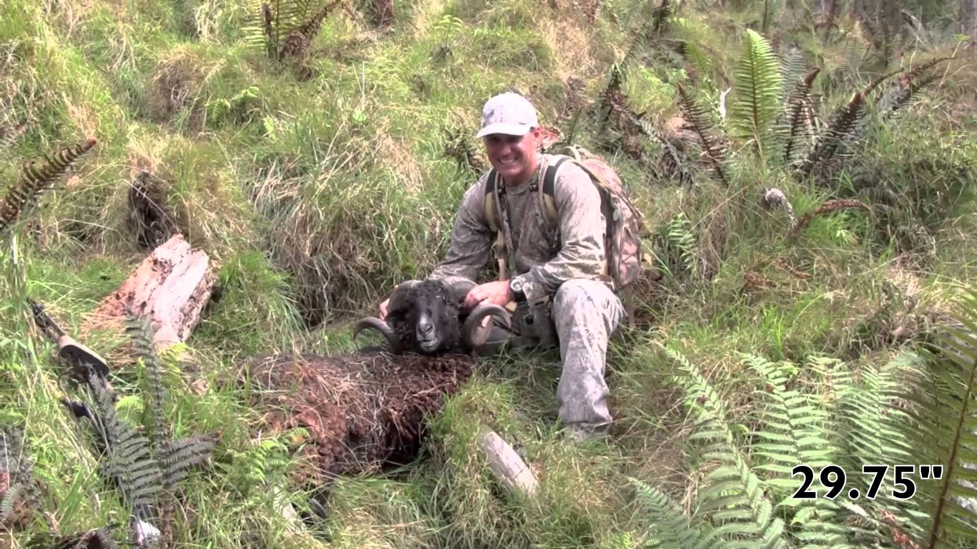 Bowhunting Hawaiian Black Sheep